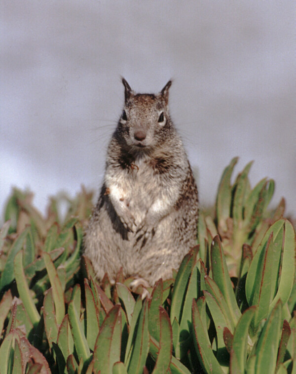 squirrel.jpg