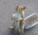 squirrel-1-10-10-2005.jpg