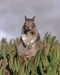 squirrel.jpg